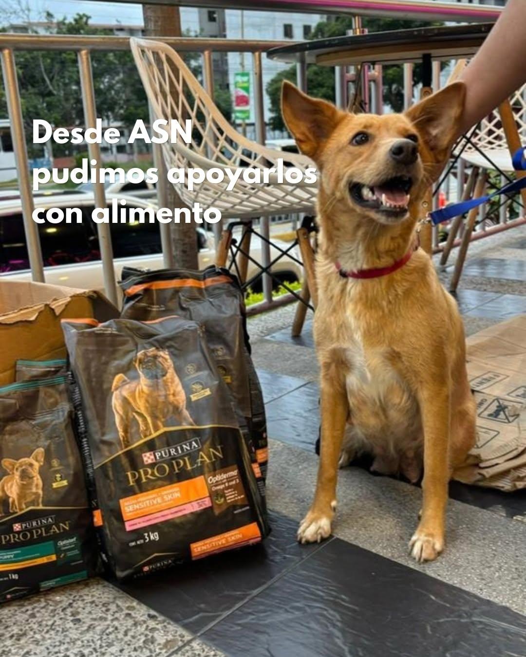 Canela (5/6)