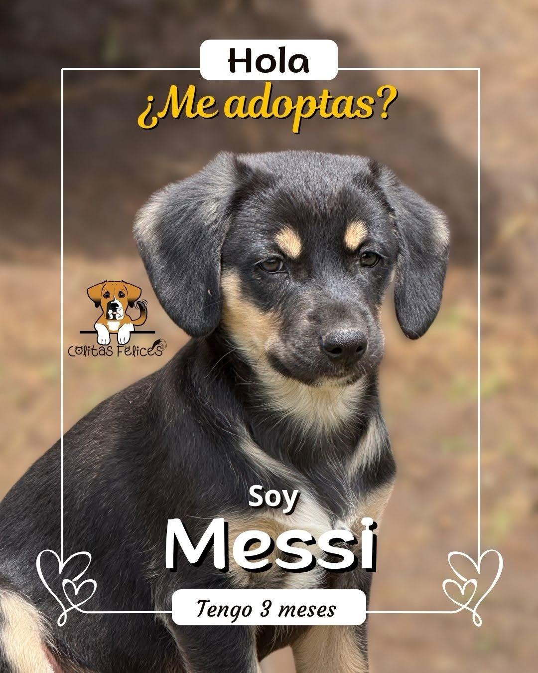 Messi (1/5)
