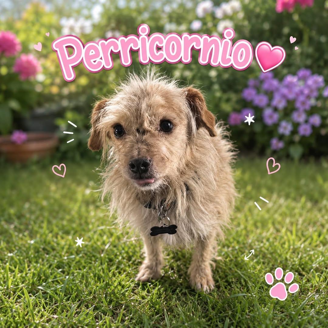 Perricornio