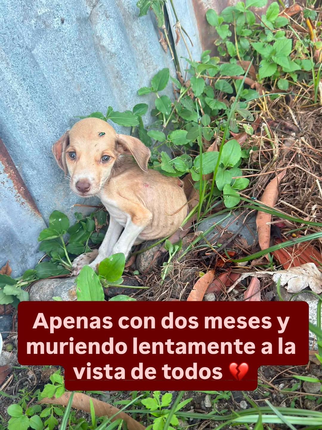 2 animalitos (1/4)