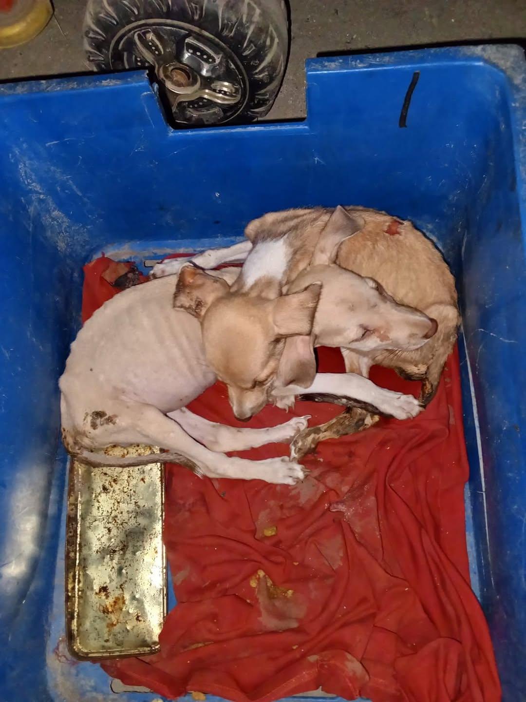 2 animalitos (3/4)