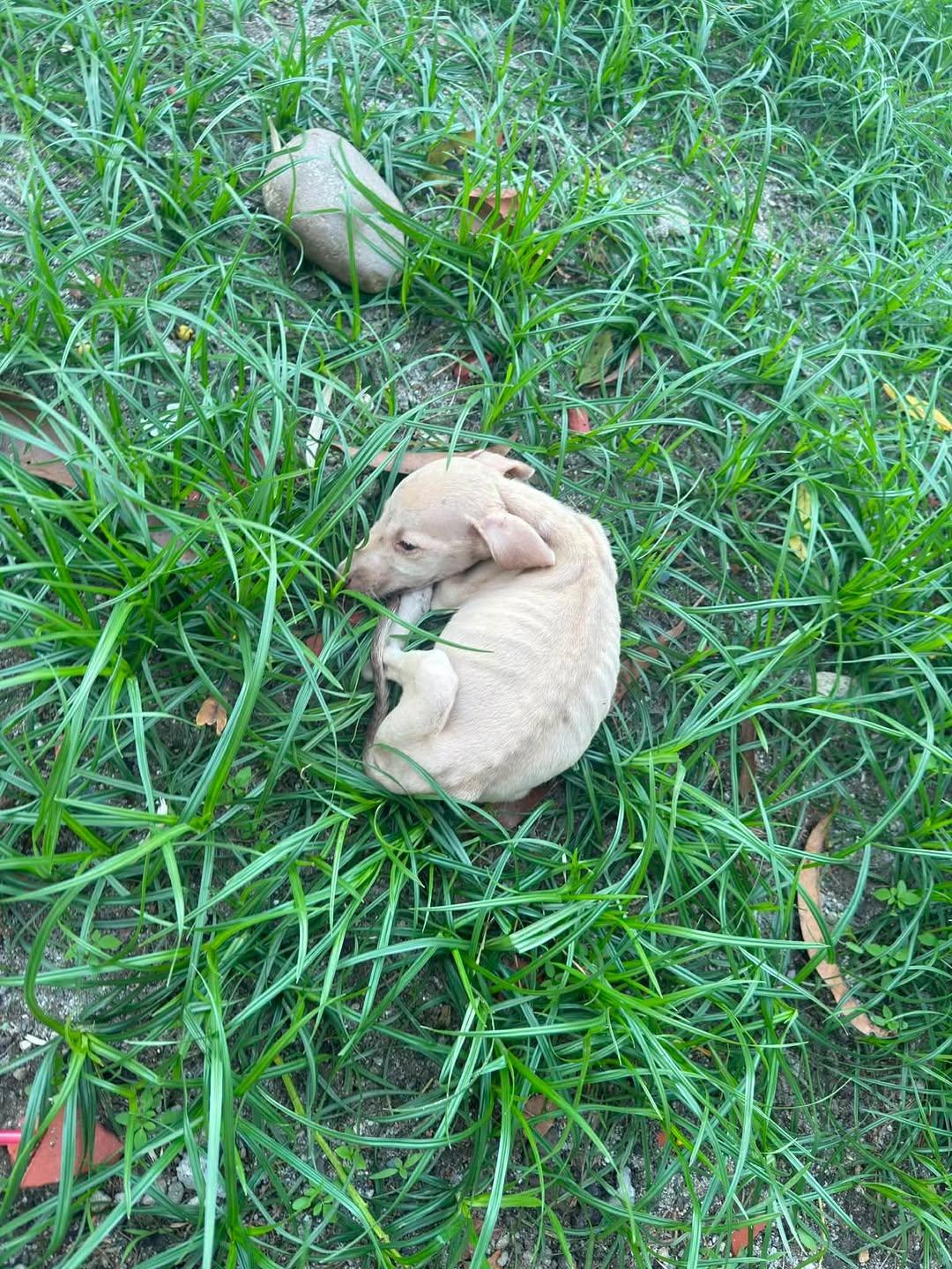2 animalitos (4/4)