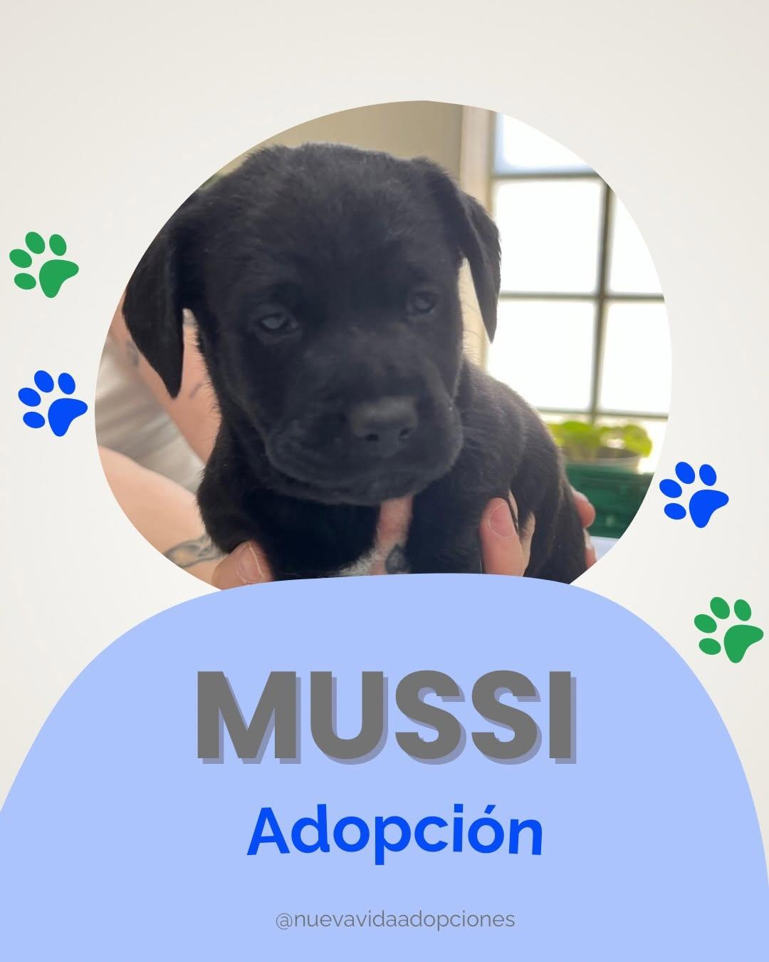 MUSSI (1/3)