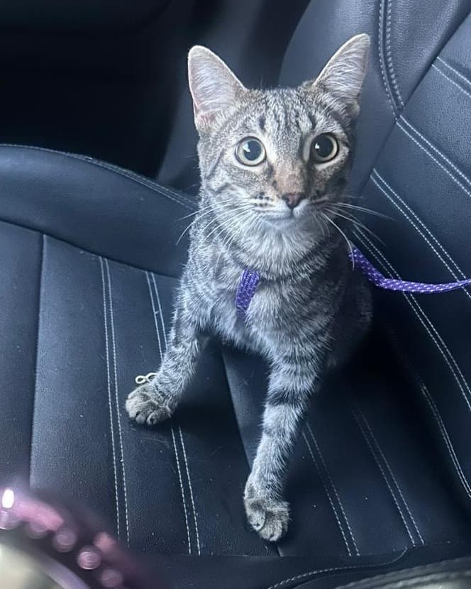 Kira