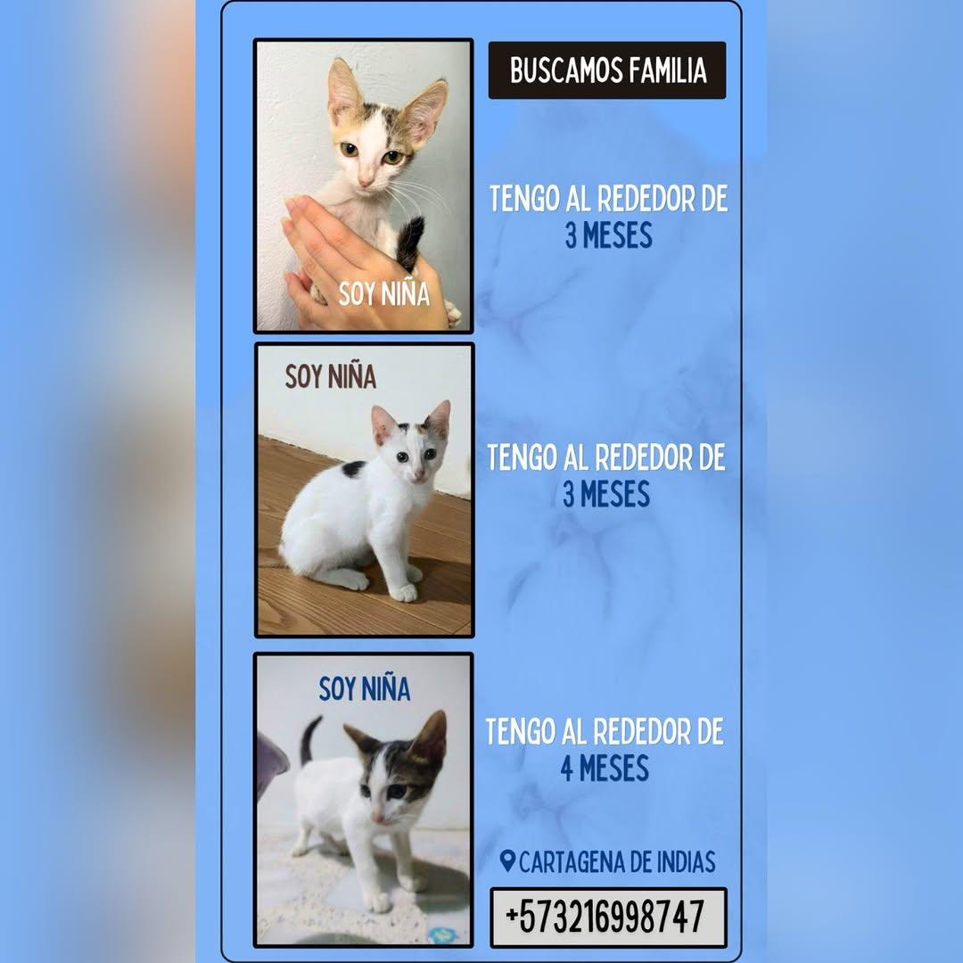 3 animalitos