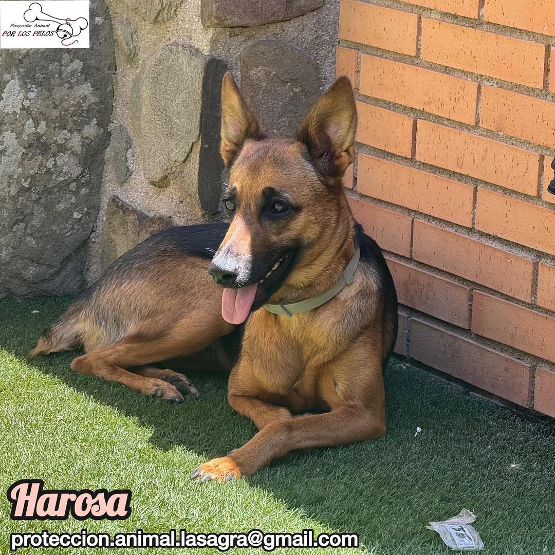 Harosa (1/9)
