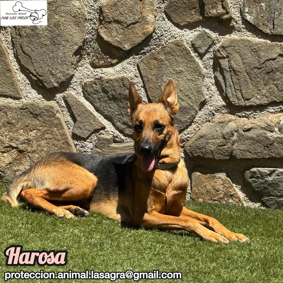 Harosa (2/9)