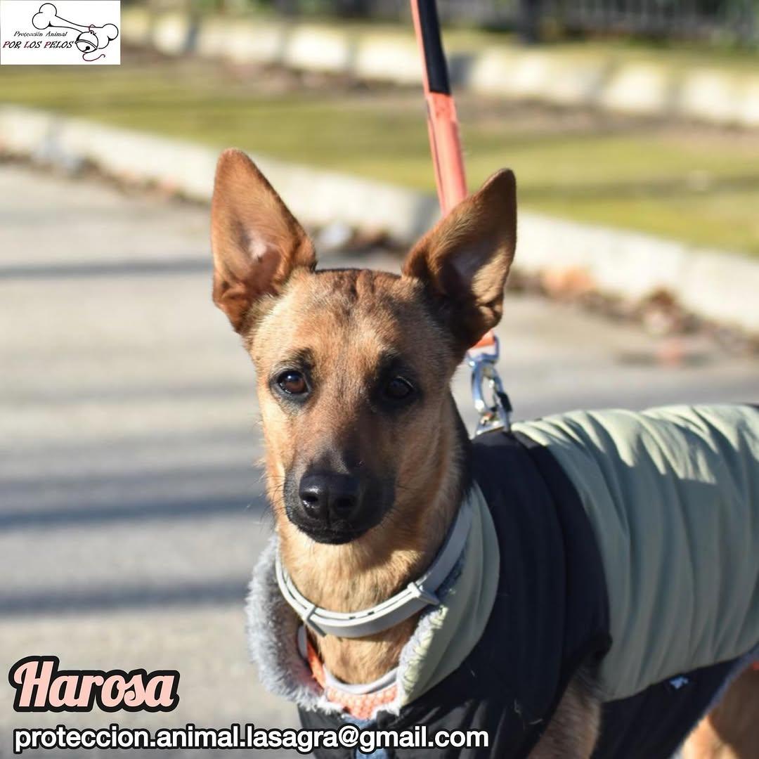 Harosa (4/9)