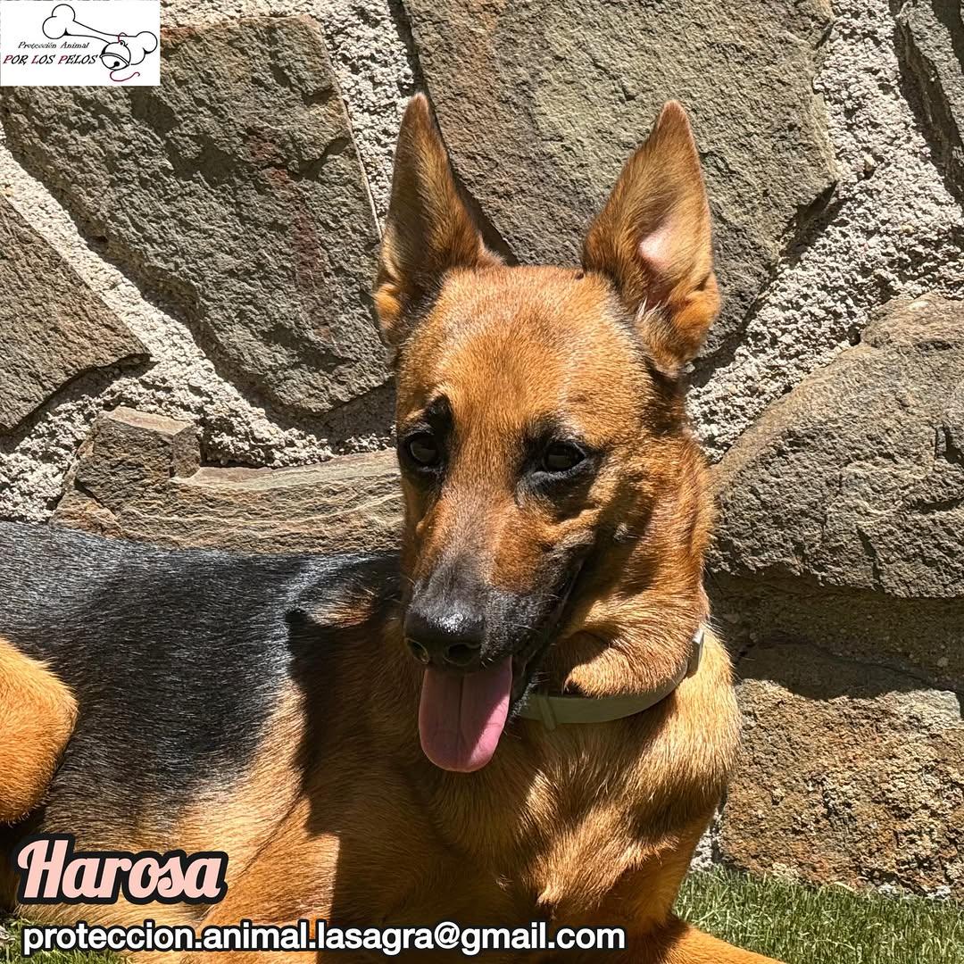 Harosa (5/9)