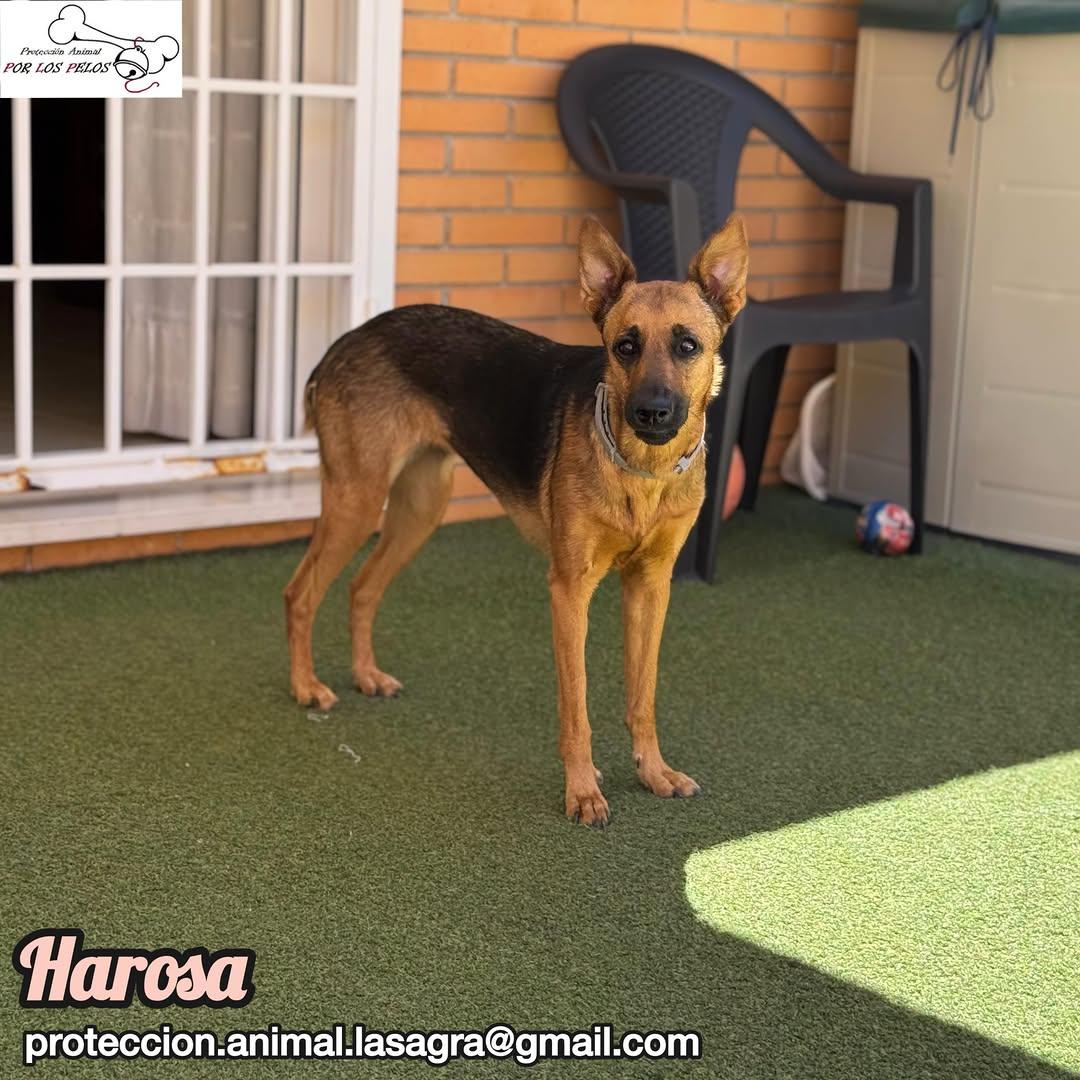 Harosa (6/9)