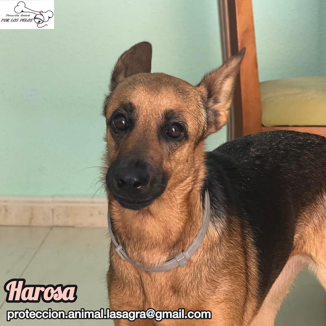 Harosa (7/9)