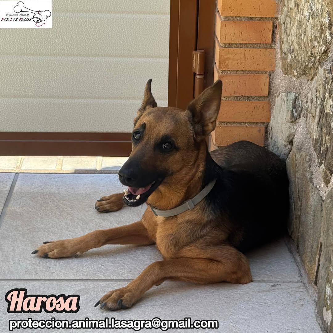 Harosa (8/9)