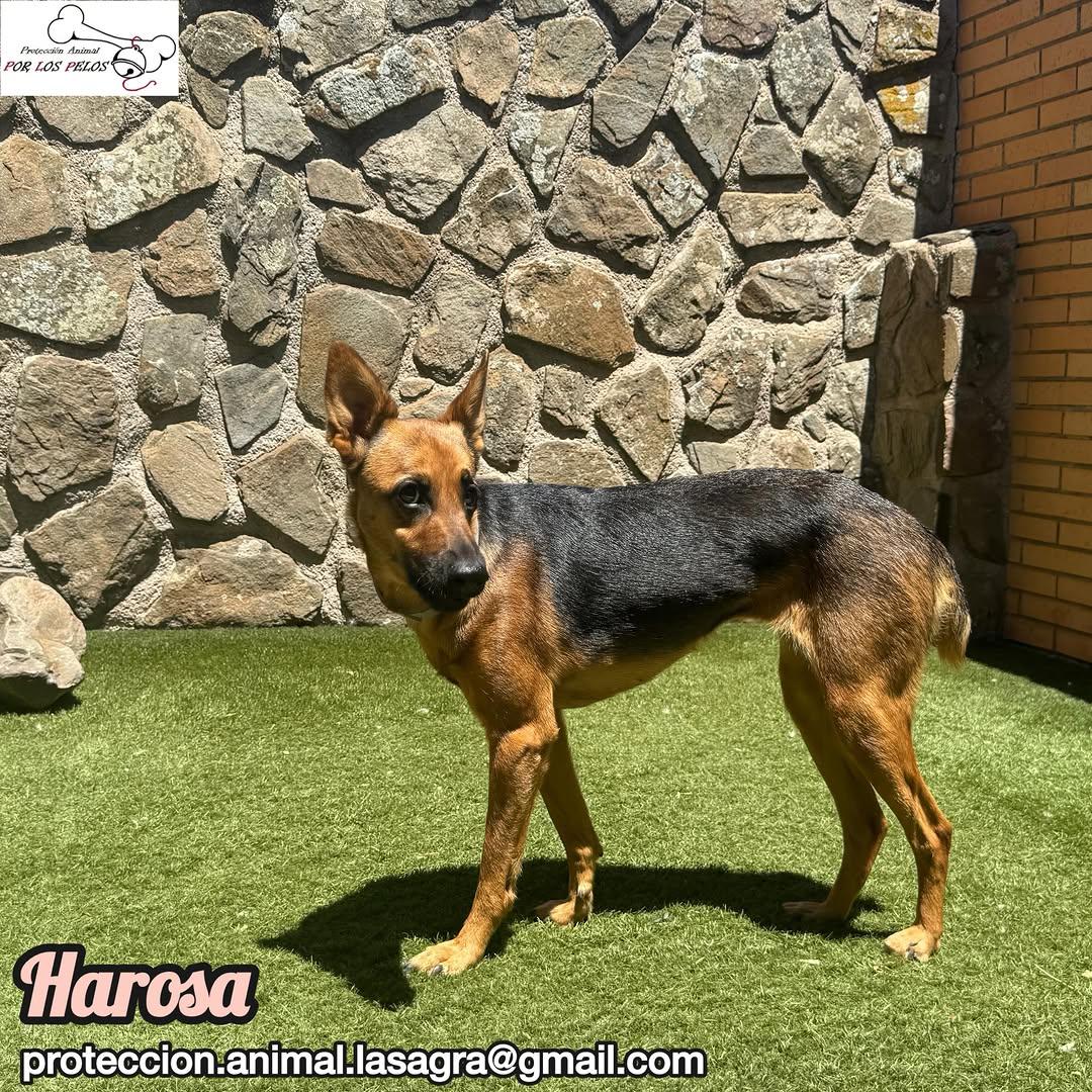Harosa (9/9)