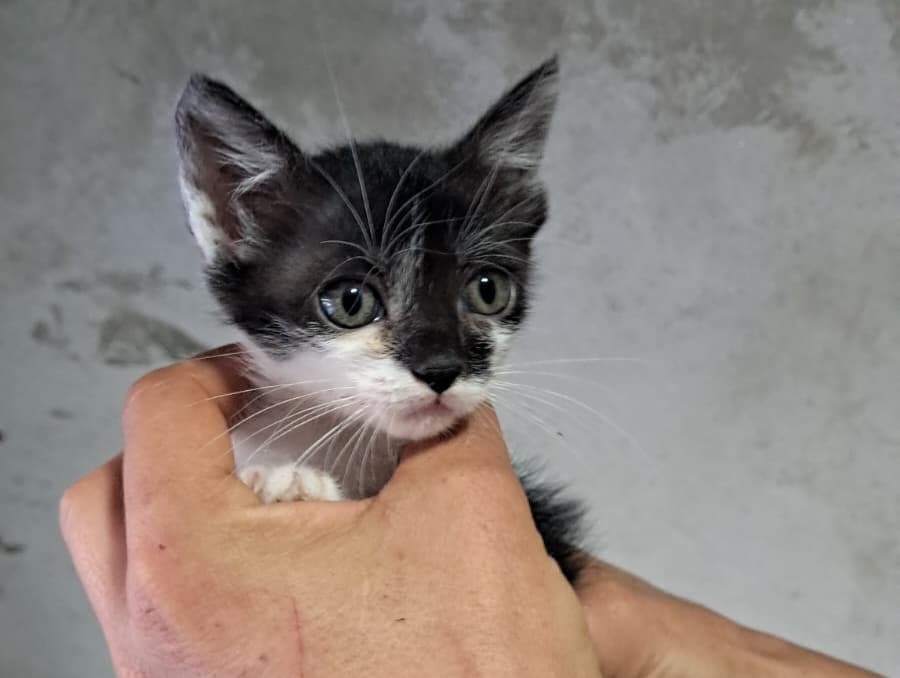 3 animalitos (13/14)