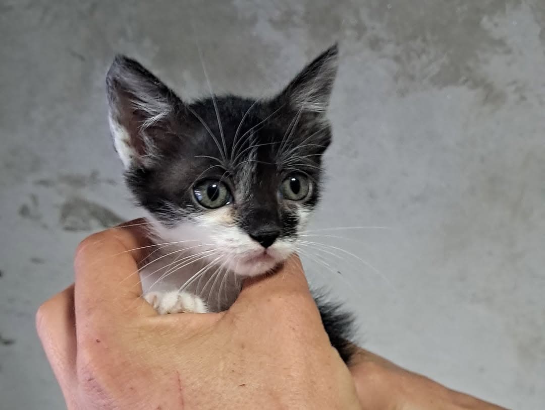 3 animalitos (9/14)