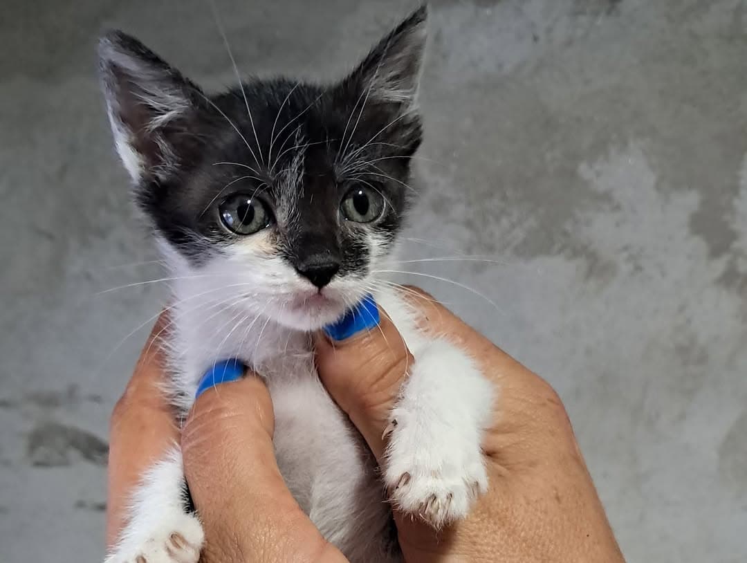 3 animalitos (10/14)