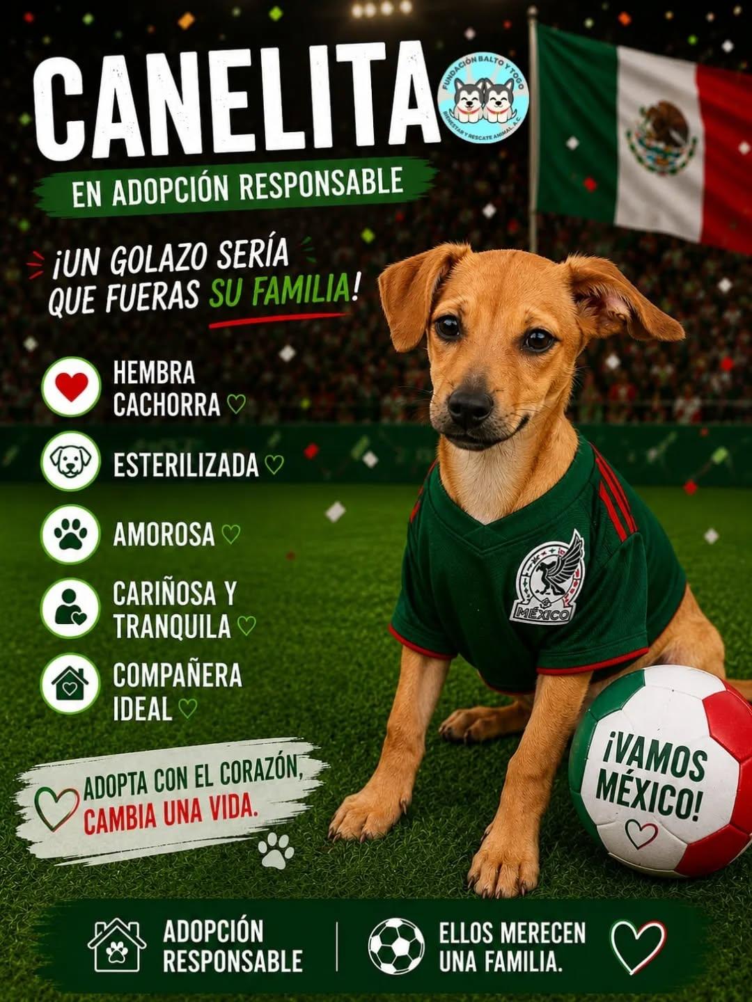 Canelita (1/6)