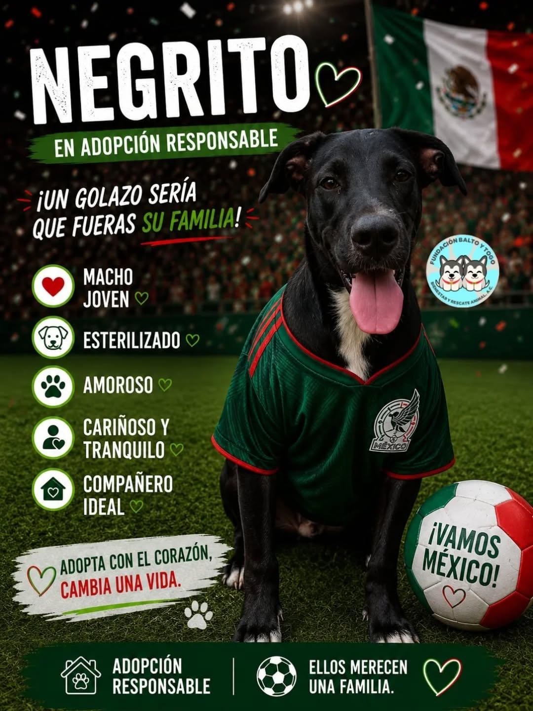 Canelita (2/6)