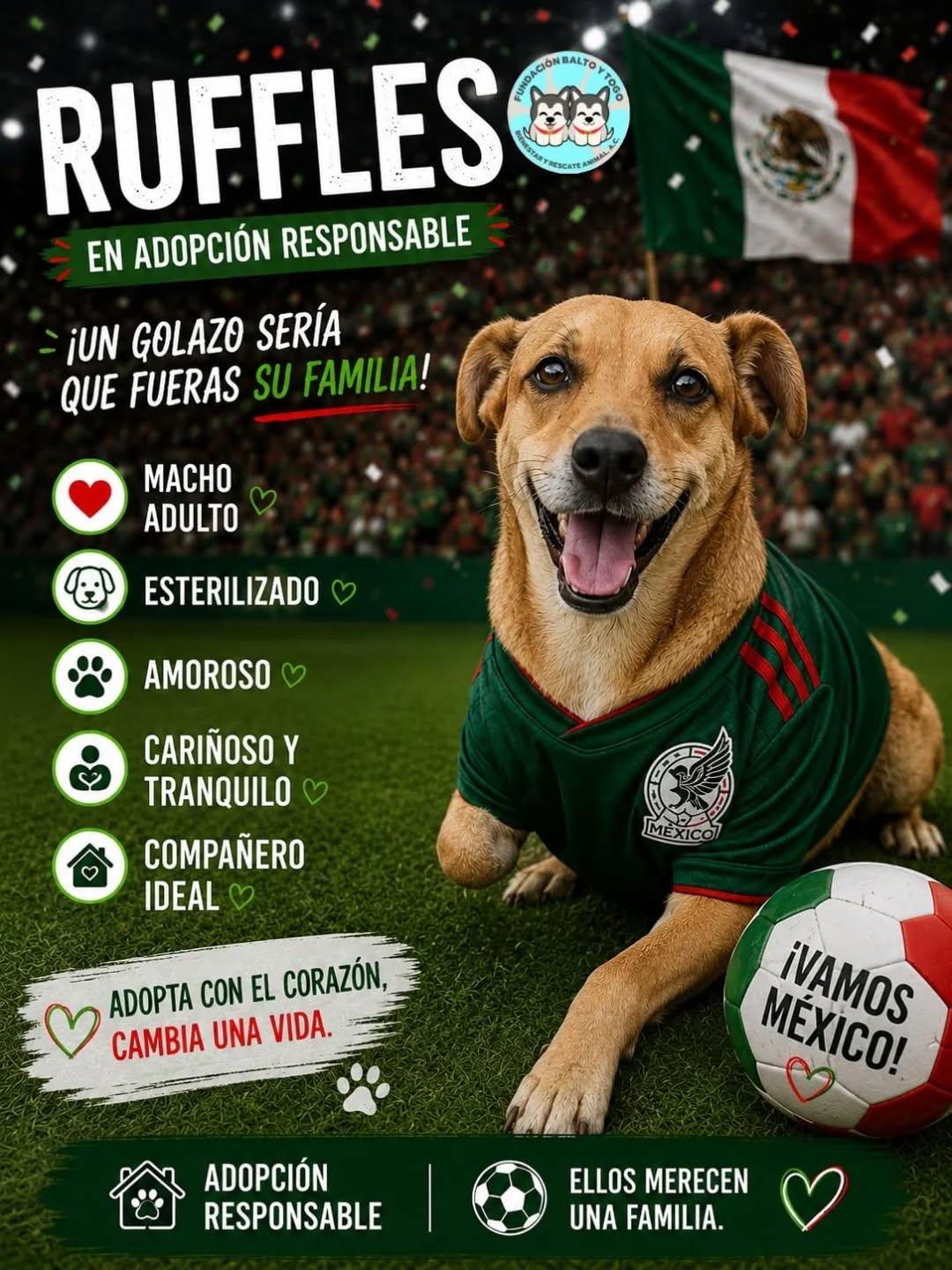 Canelita (3/6)