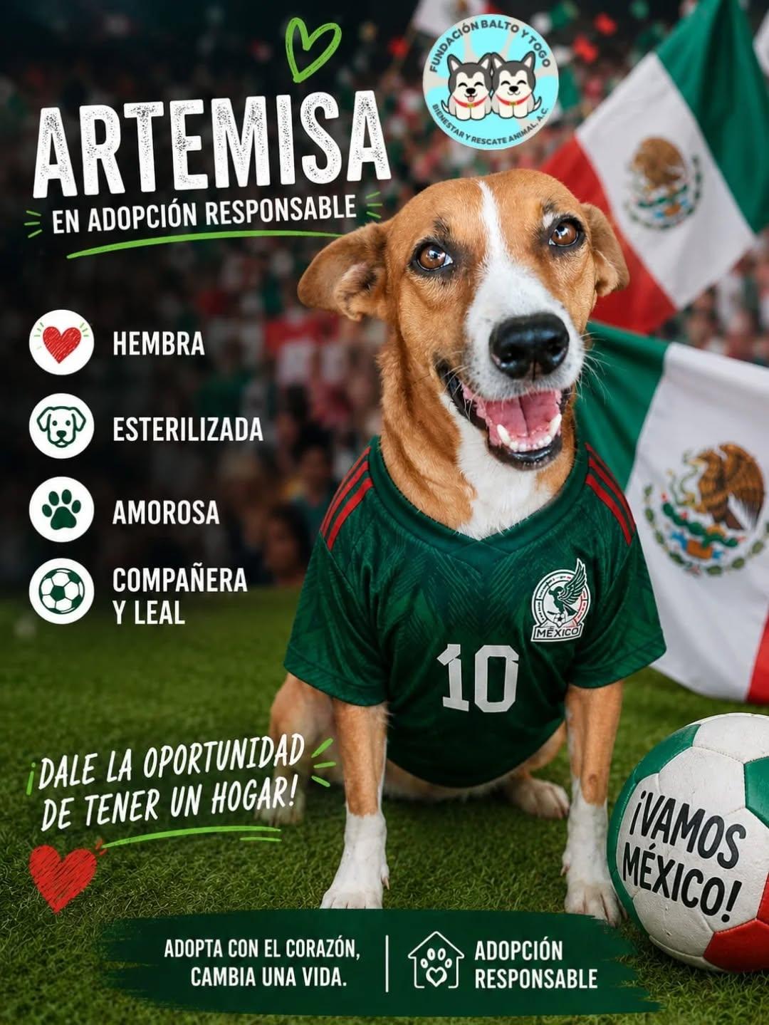 Canelita (5/6)