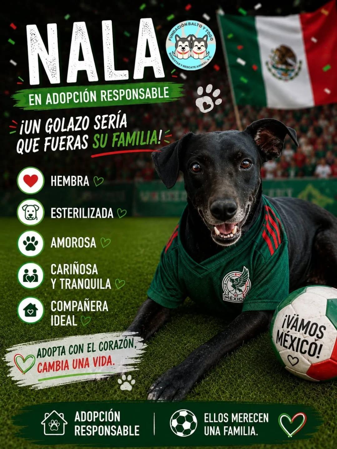 Canelita (6/6)