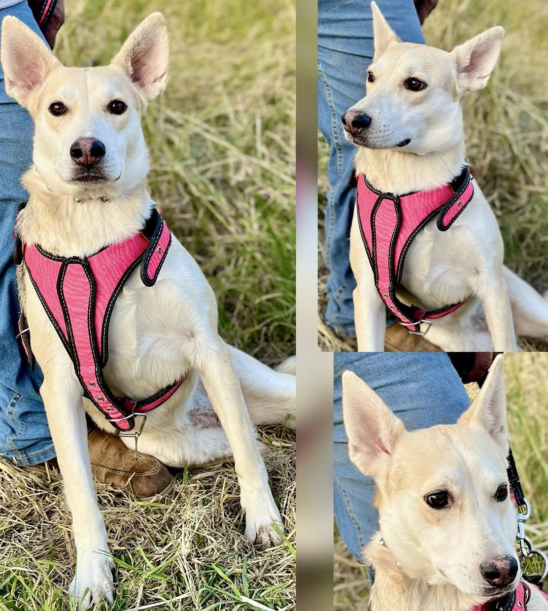Maya