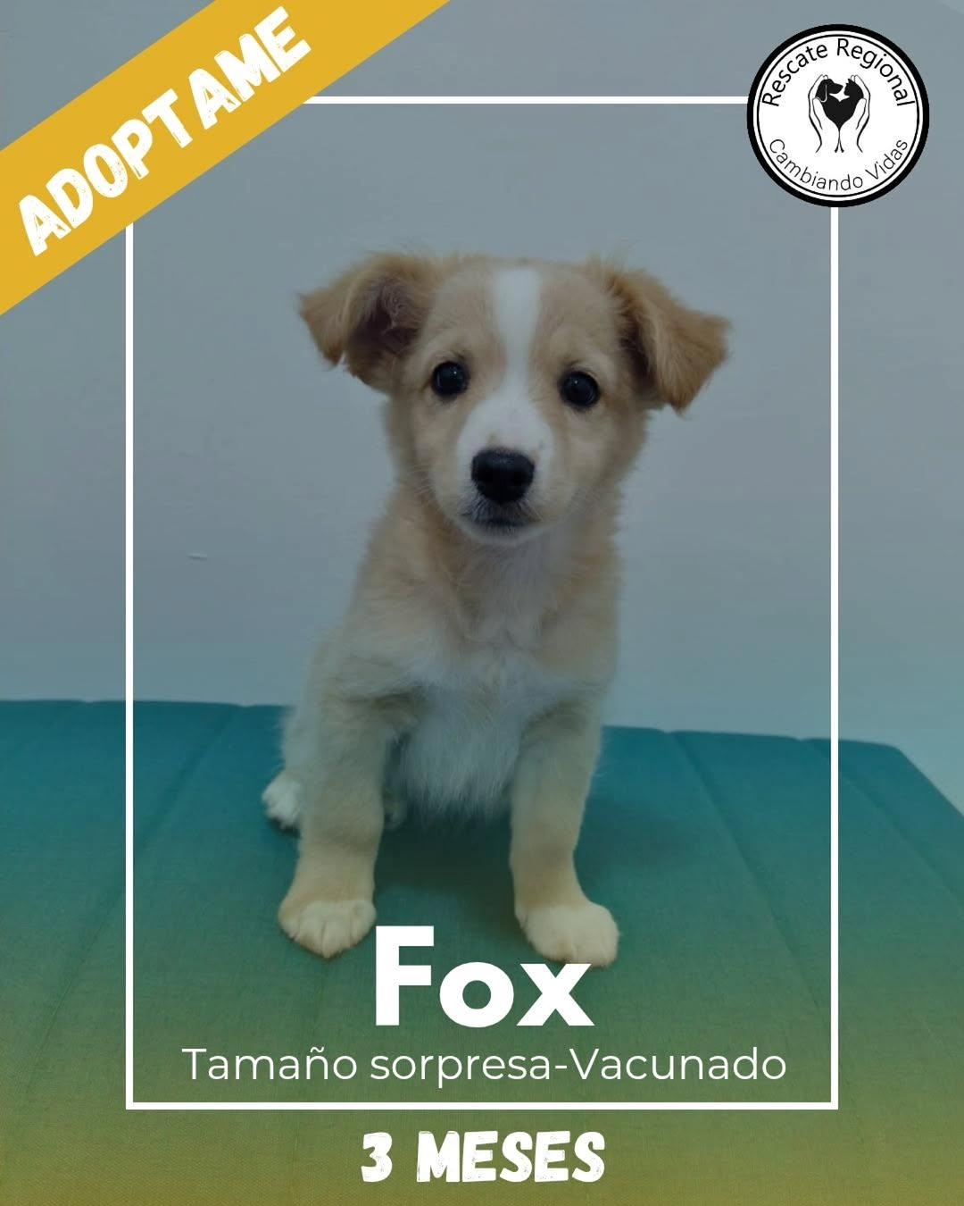 Fox (1/5)