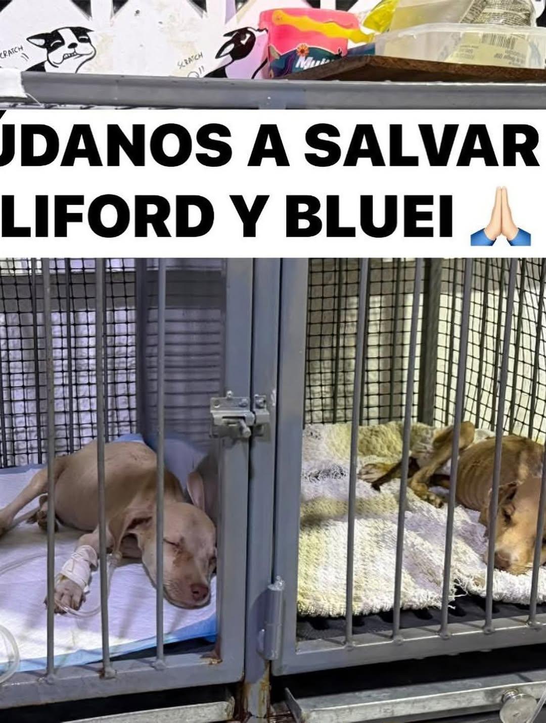 Clifford, Bluey (5/5)