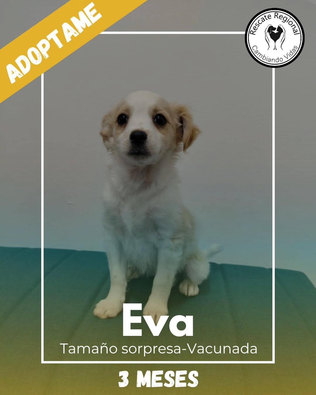 Eva (1/5)