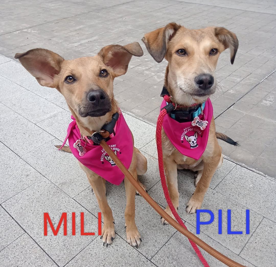 Pili, Mili