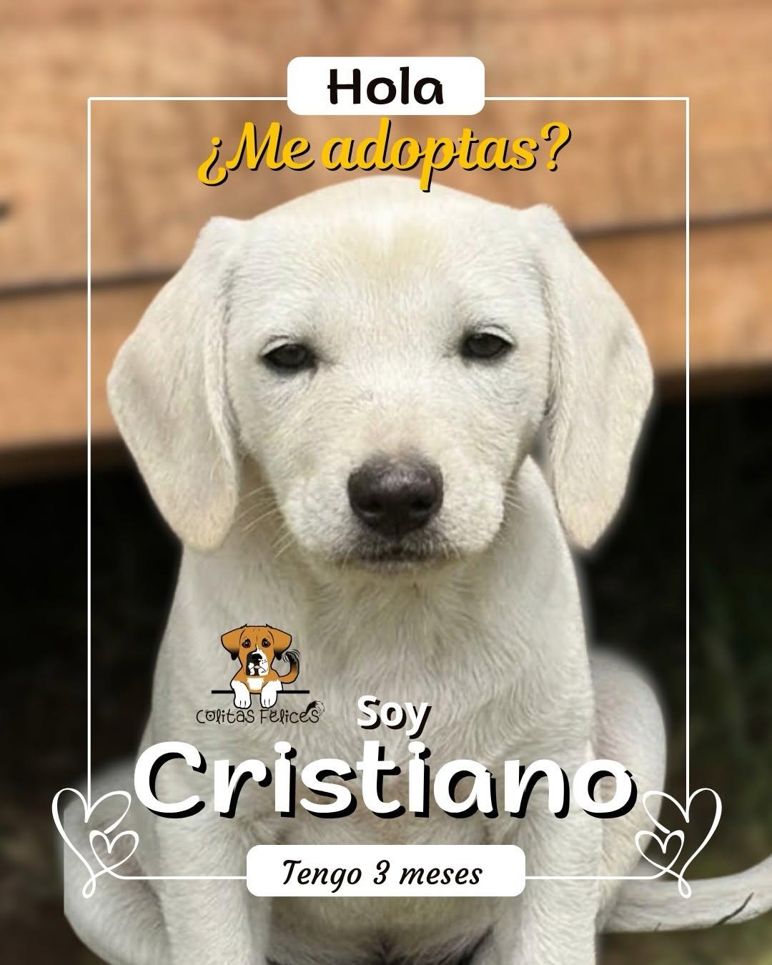 Cristiano (1/7)