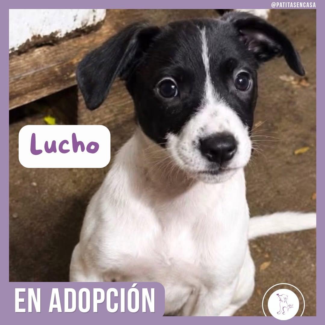 Lucho, Luca, Juan +1 (1/3)