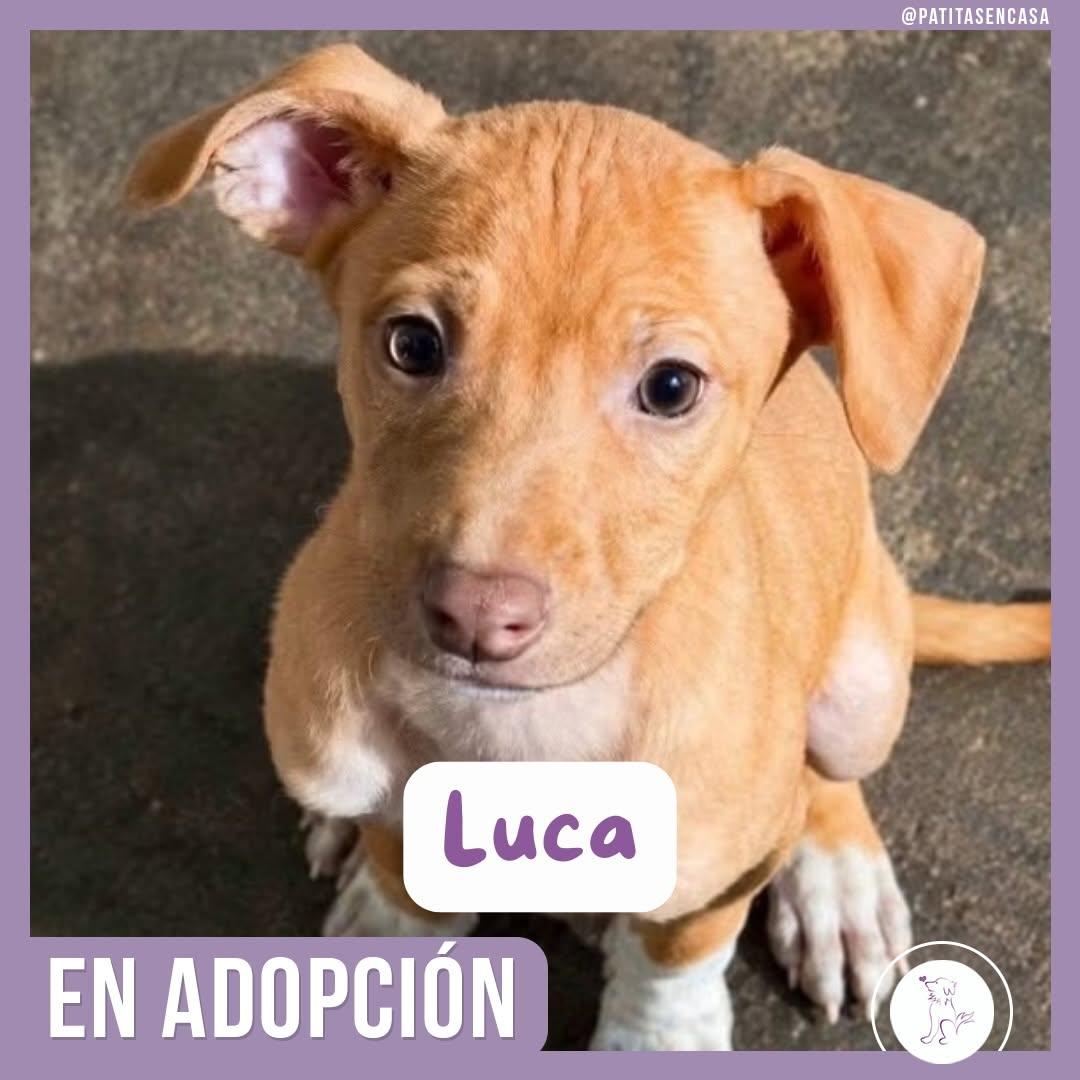 Lucho, Luca, Juan +1 (2/3)
