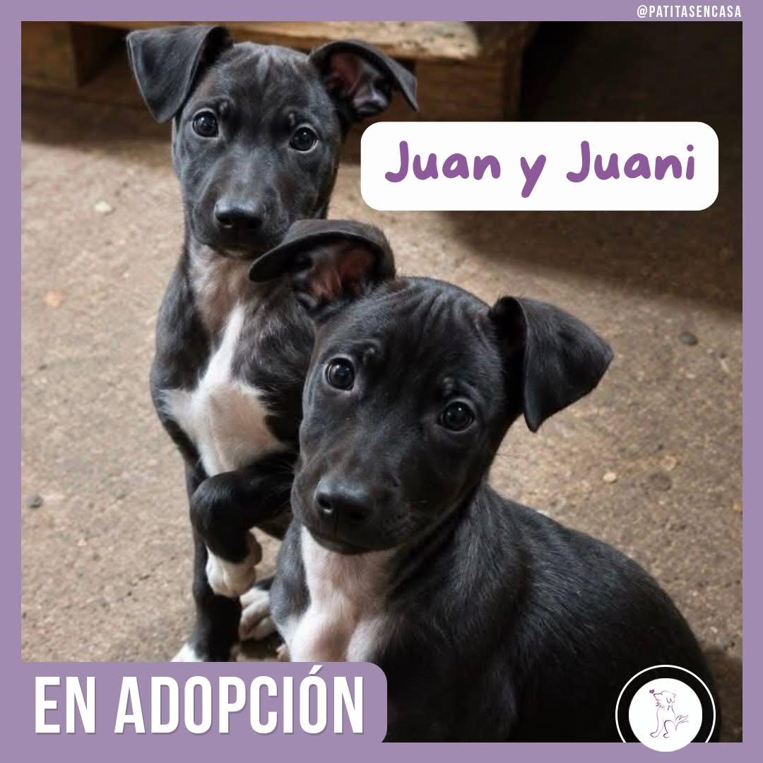 Lucho, Luca, Juan +1 (3/3)