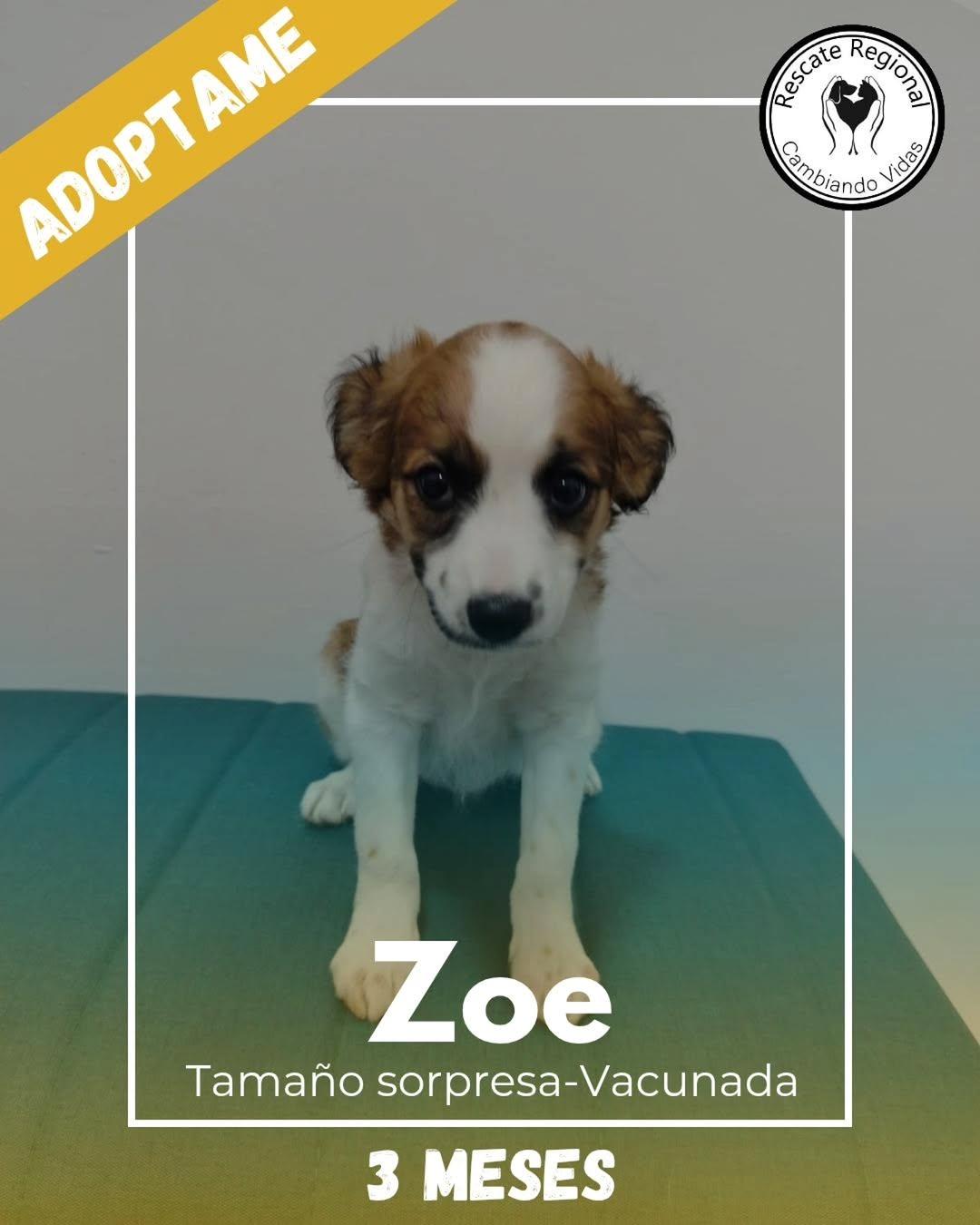 Zoe (1/5)
