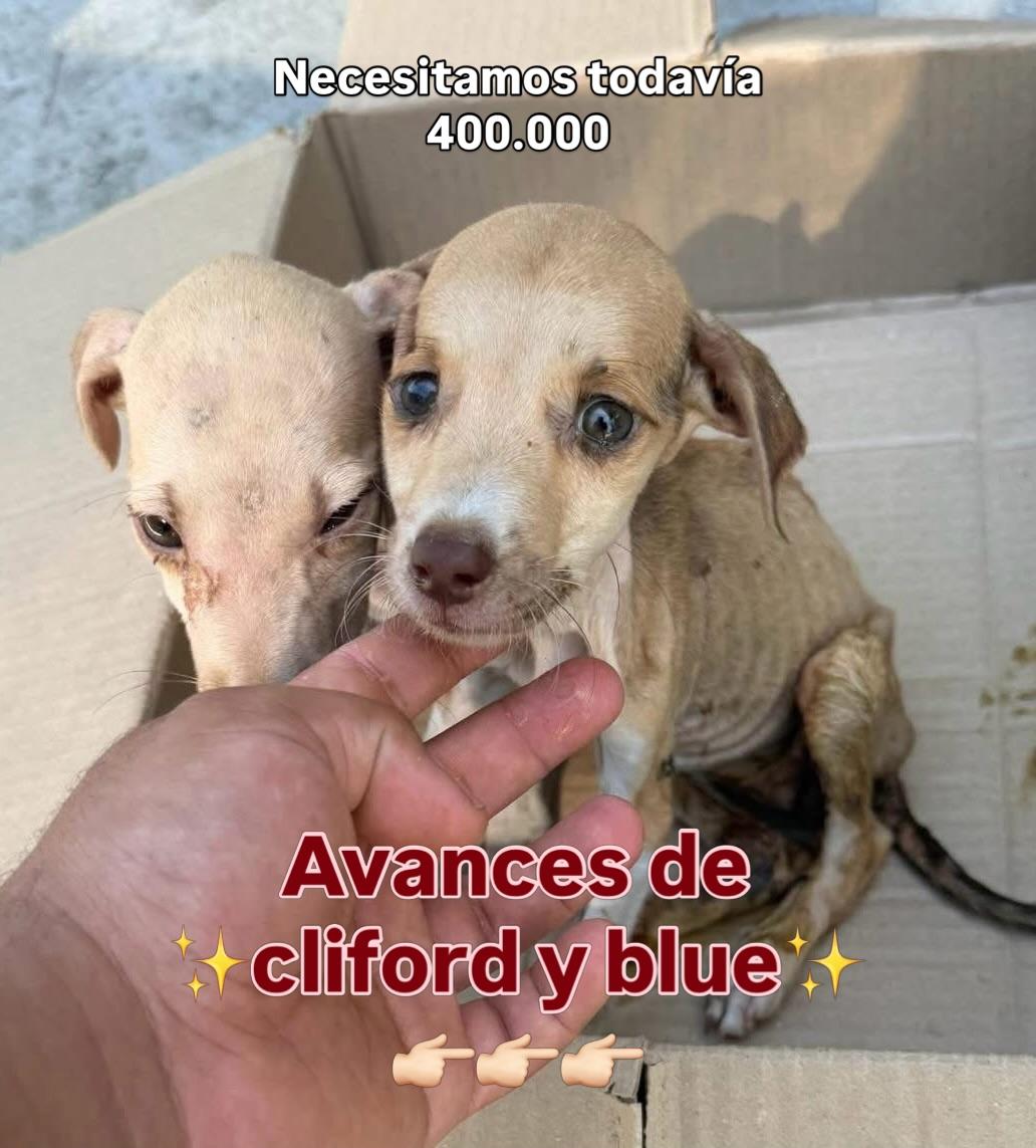 Cliford, Bluei (1/4)