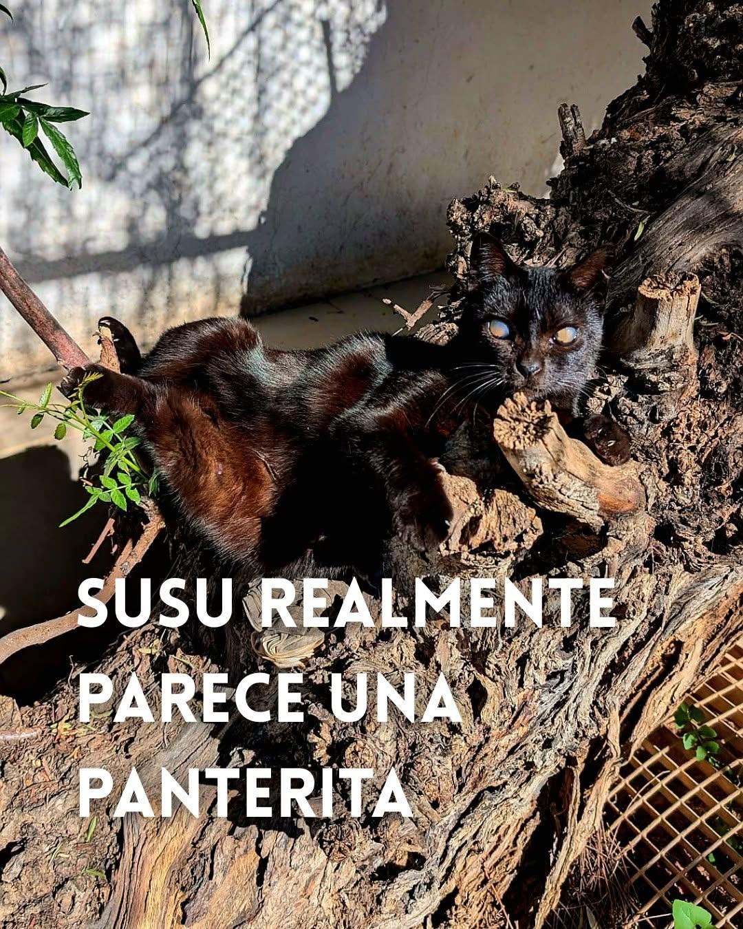 Susu (1/8)