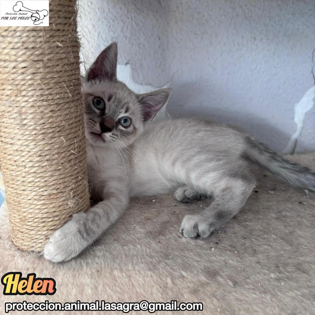 Helen (1/5)