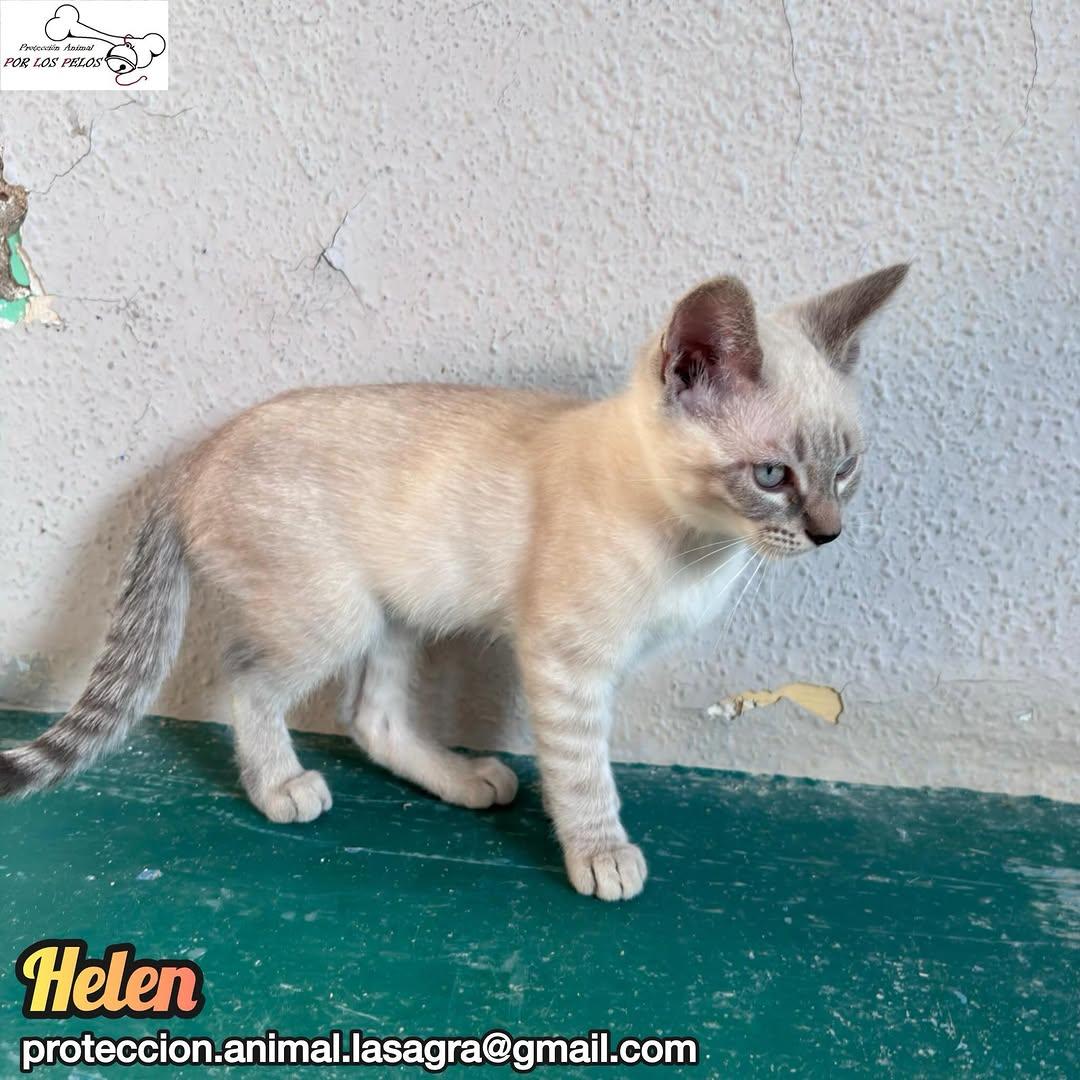 Helen (5/5)