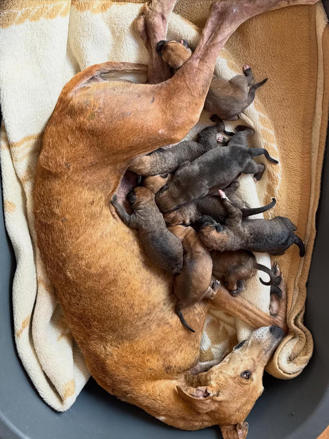 8 animalitos (6/6)