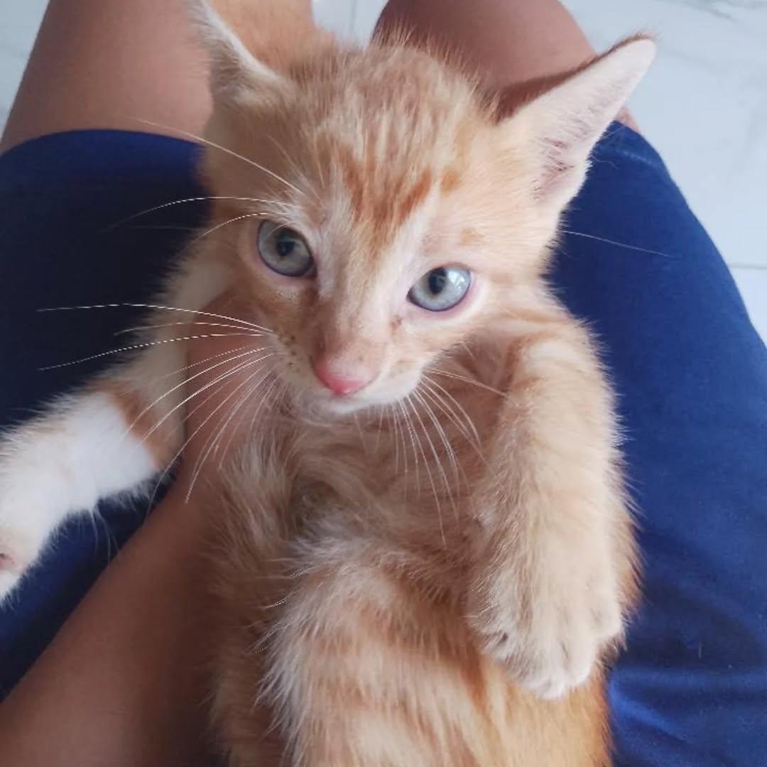 2 animalitos (1/4)