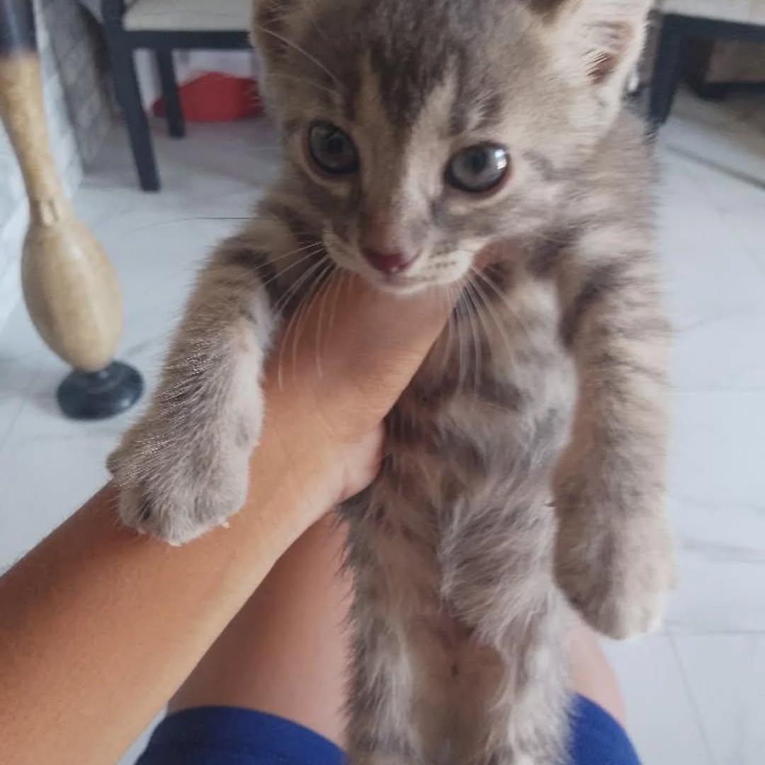 2 animalitos (2/4)