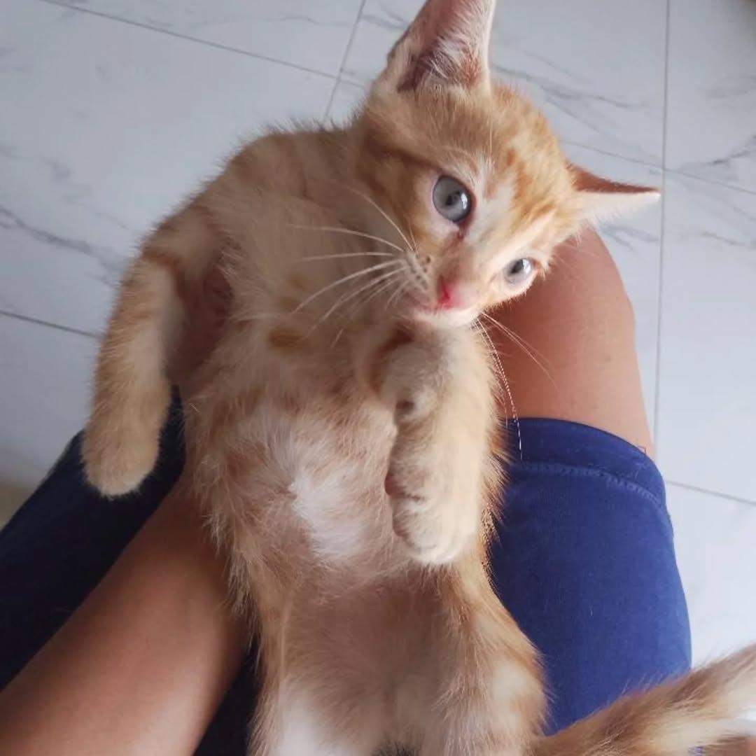 2 animalitos (3/4)