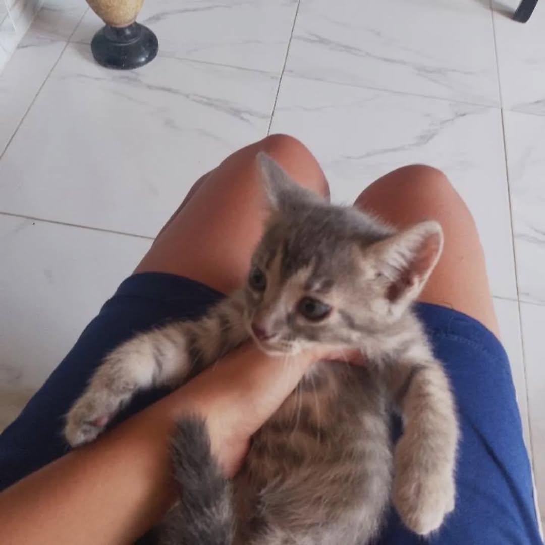 2 animalitos (4/4)