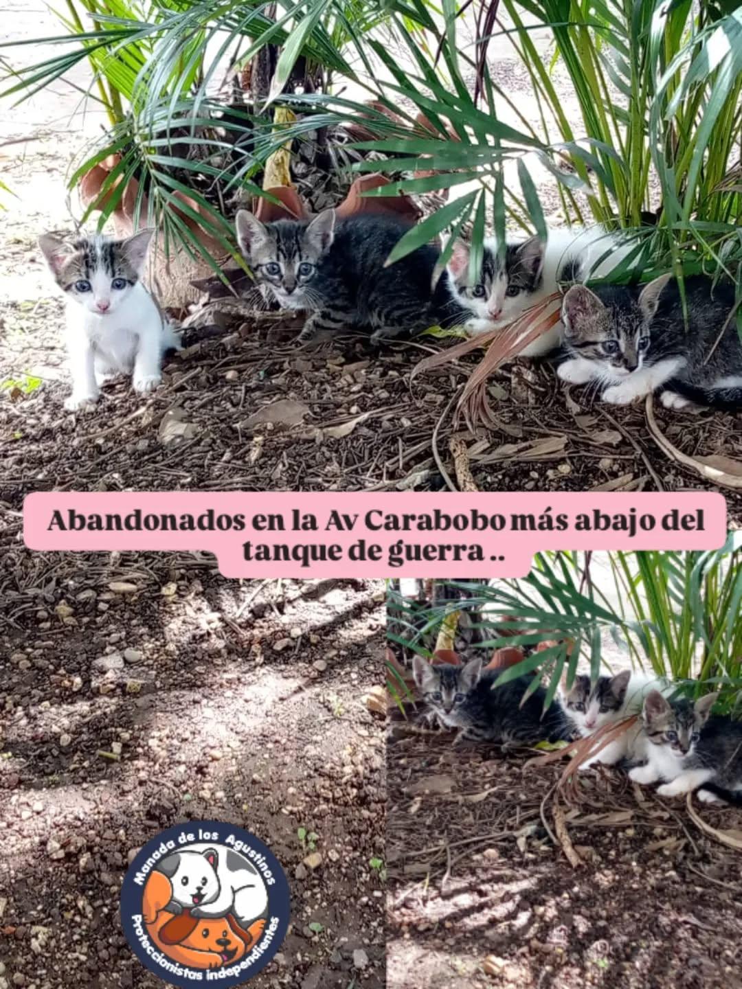4 animalitos