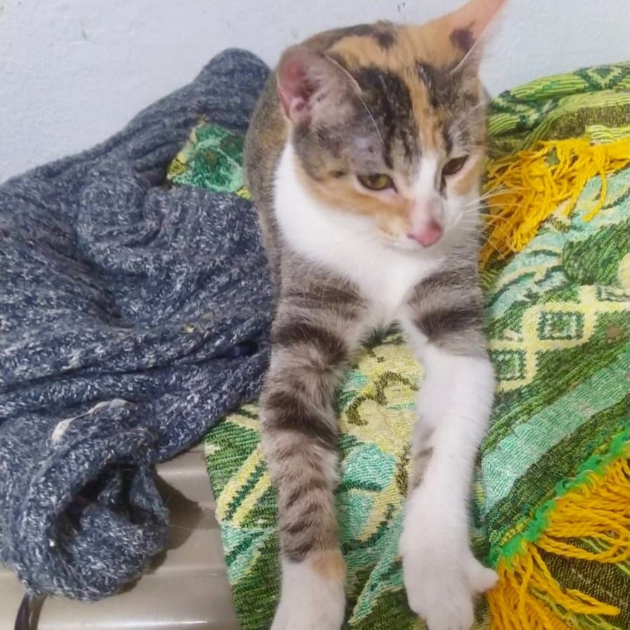 Romina (12/19)