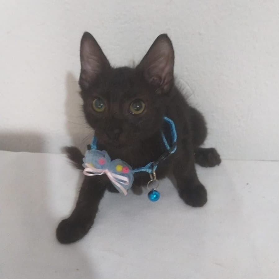 Romina (19/19)