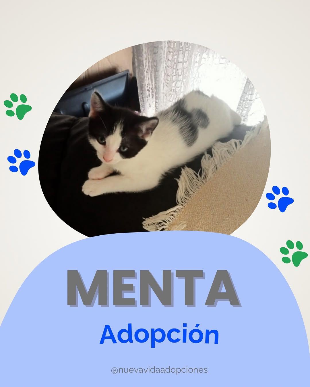 MENTA
