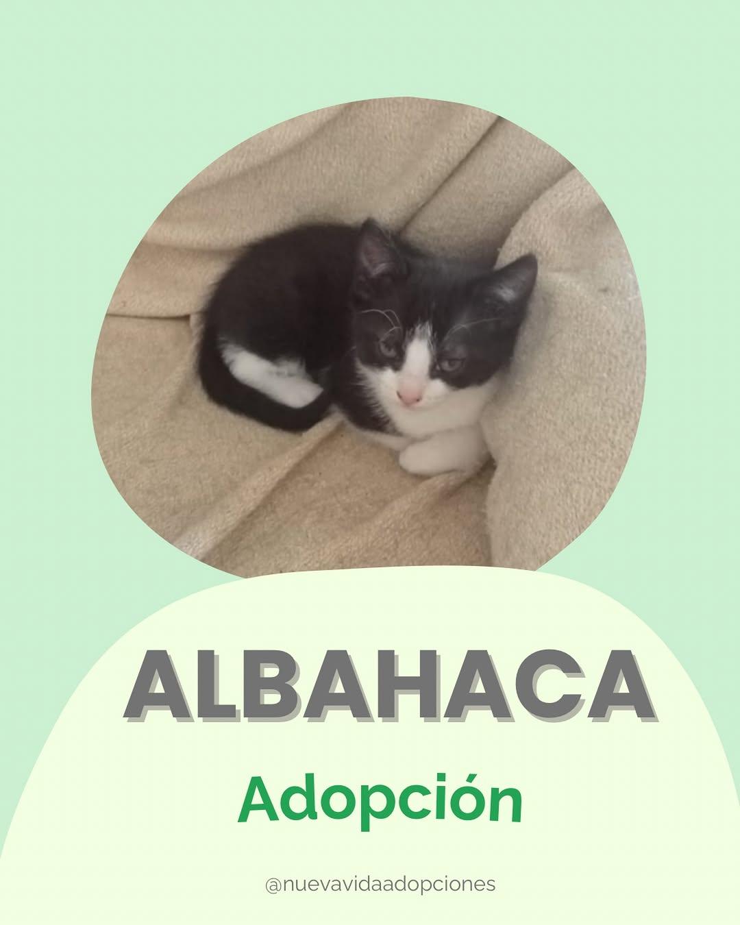 ALBAHACA, MENTA