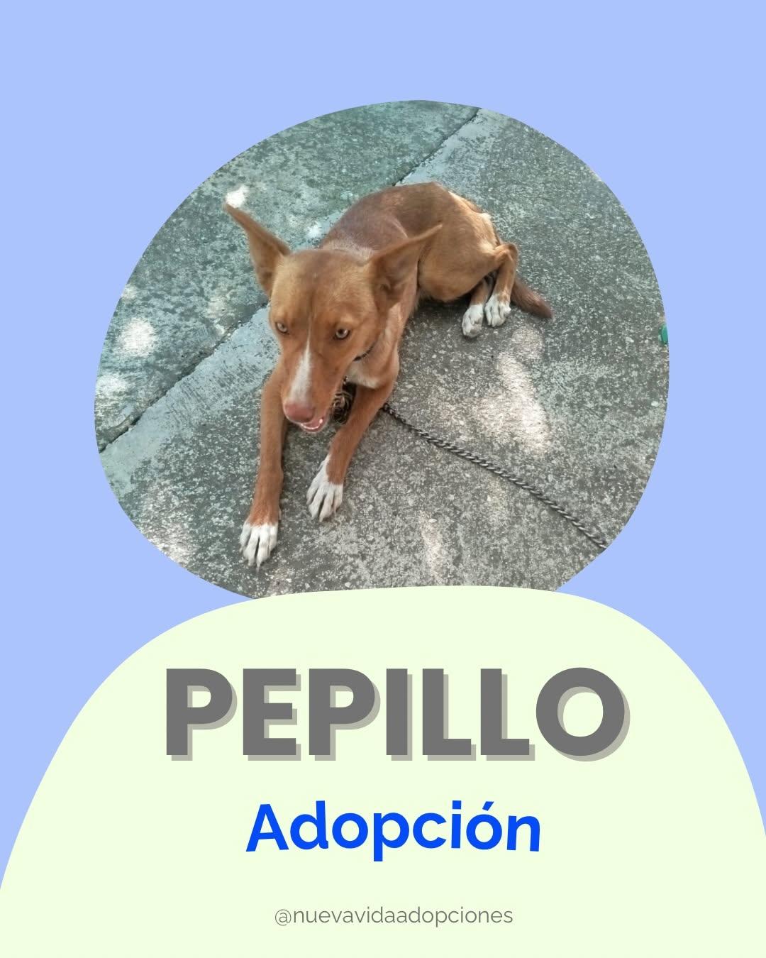PEPILLO (1/4)